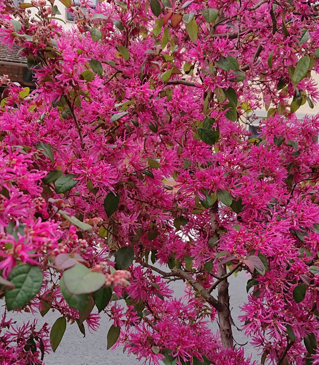 まんさく の 花 画像