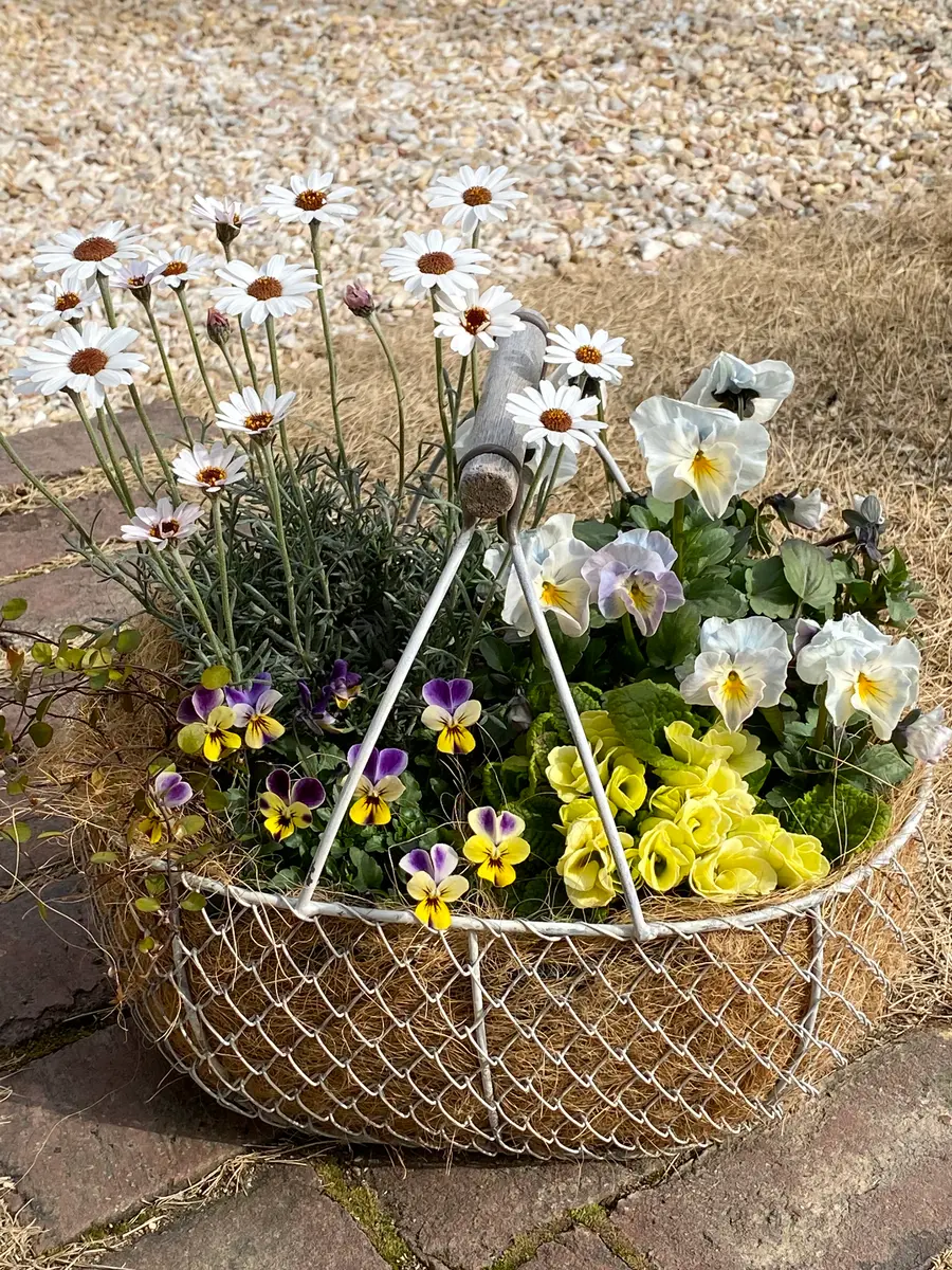 パンジー・シエルブリエの寄せ植え💕夏「季節を彩る花」のアルバム