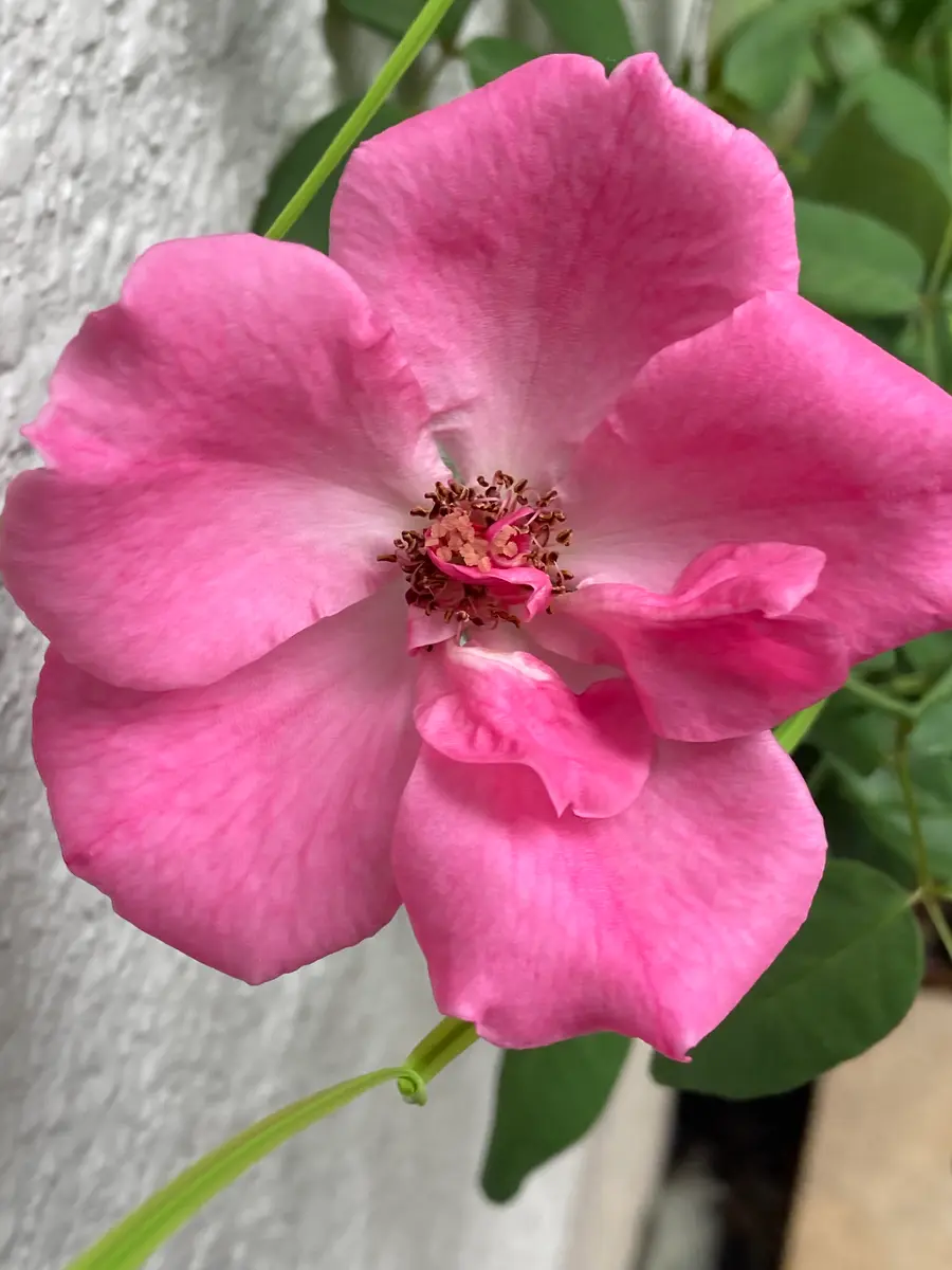 パレードの挿し木のお花なのに-「薔薇」のアルバム-みんなの趣味の園芸