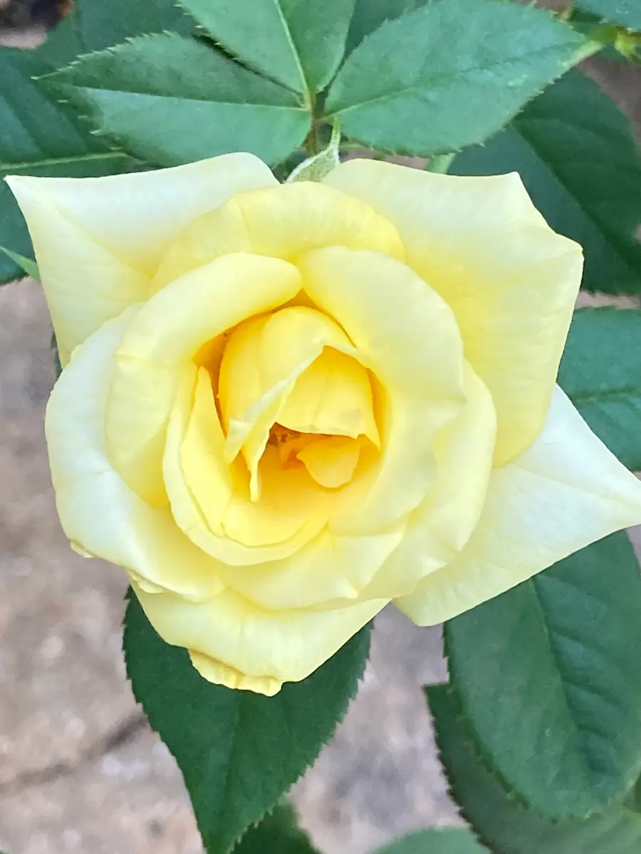 ◇すず◇ 黄色 薔薇 ブランケット ◇すず◇ 黄色 薔薇 ブランケット ☆2025.9.29☆ 人間ネタですみません