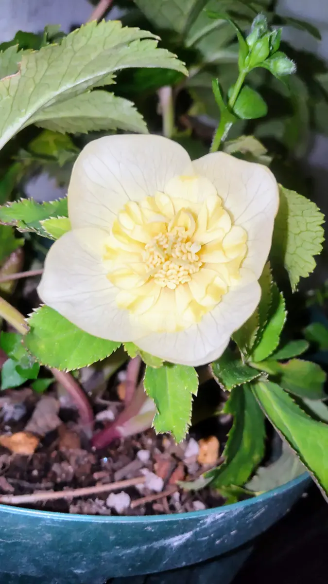 大木ナーセリーさんのヒデコート交配セ「2022〜23クリスマスローズ