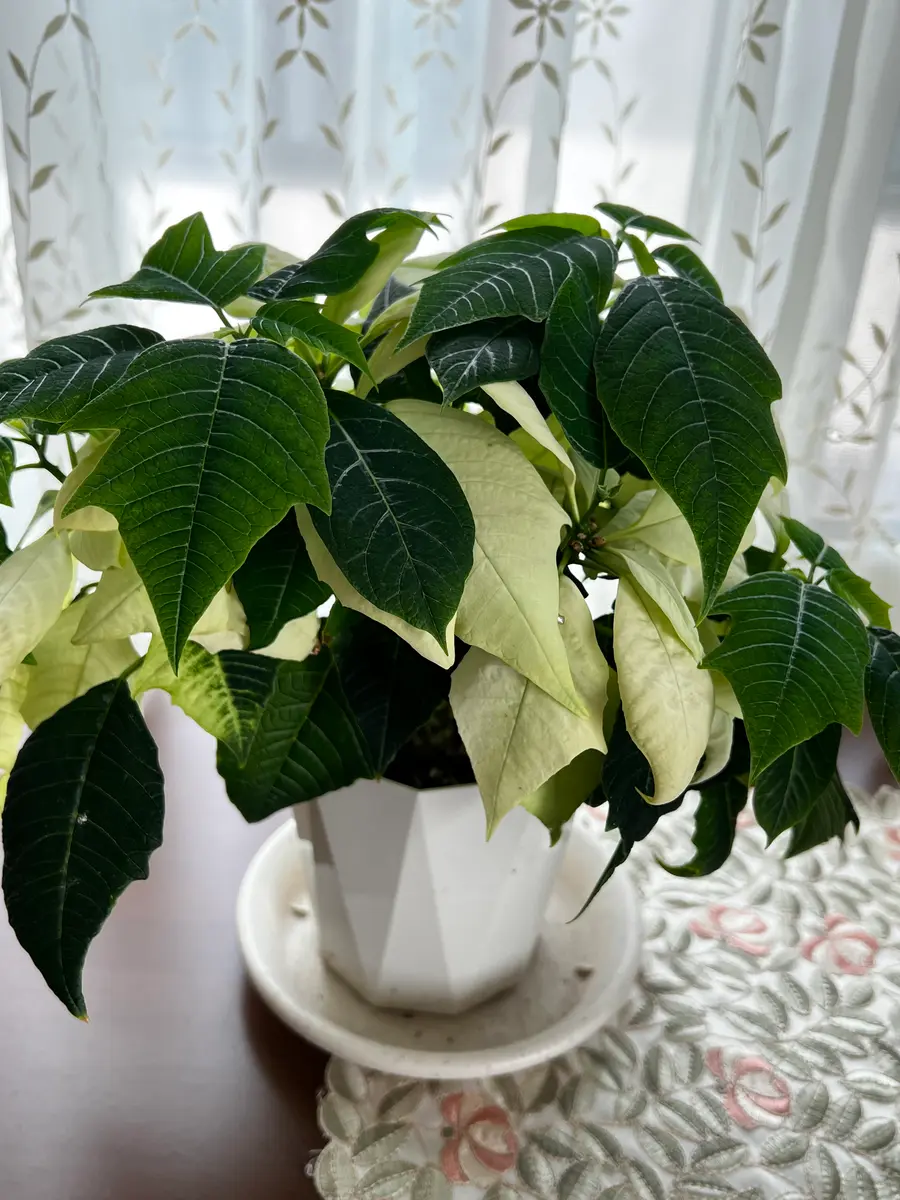 ポインセチアの写真-みんなの趣味の園芸1853663