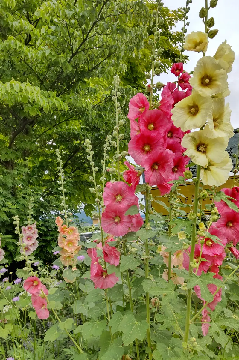 夏の花、タチアオイ。「2023年、令和5年、草花、木、自然」の