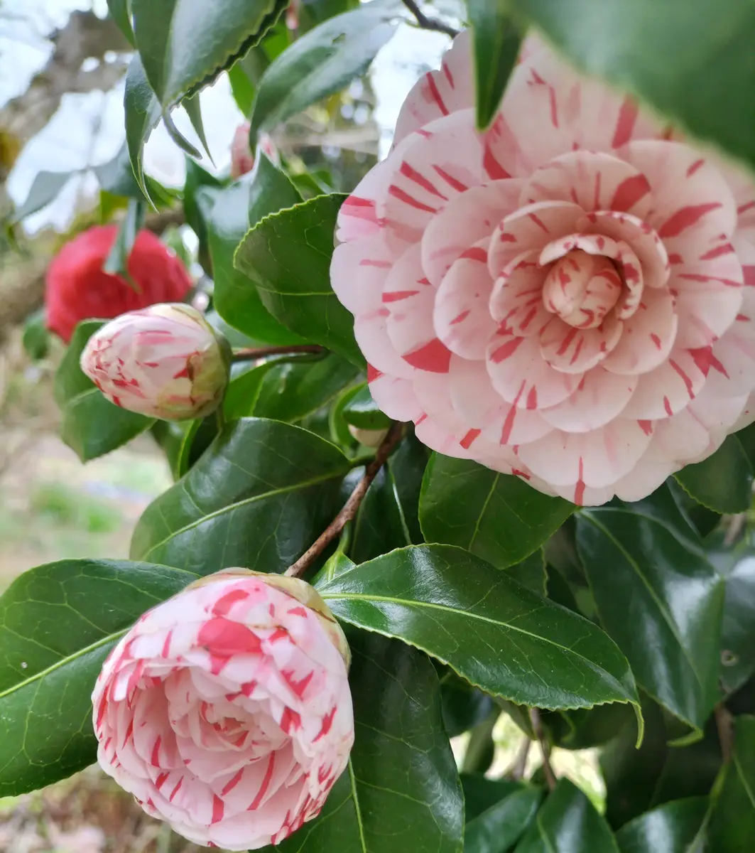 斑入り椿 斑入りの椿が咲きました。4月6日「我が家の庭 2023」のアルバム