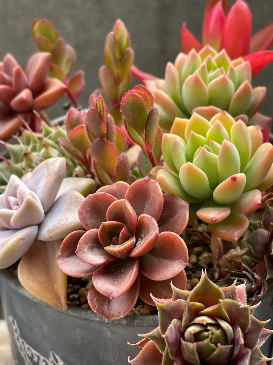 メラコx紅燈 多肉植物 新種 メラコ | RuPo 多肉植物専門店