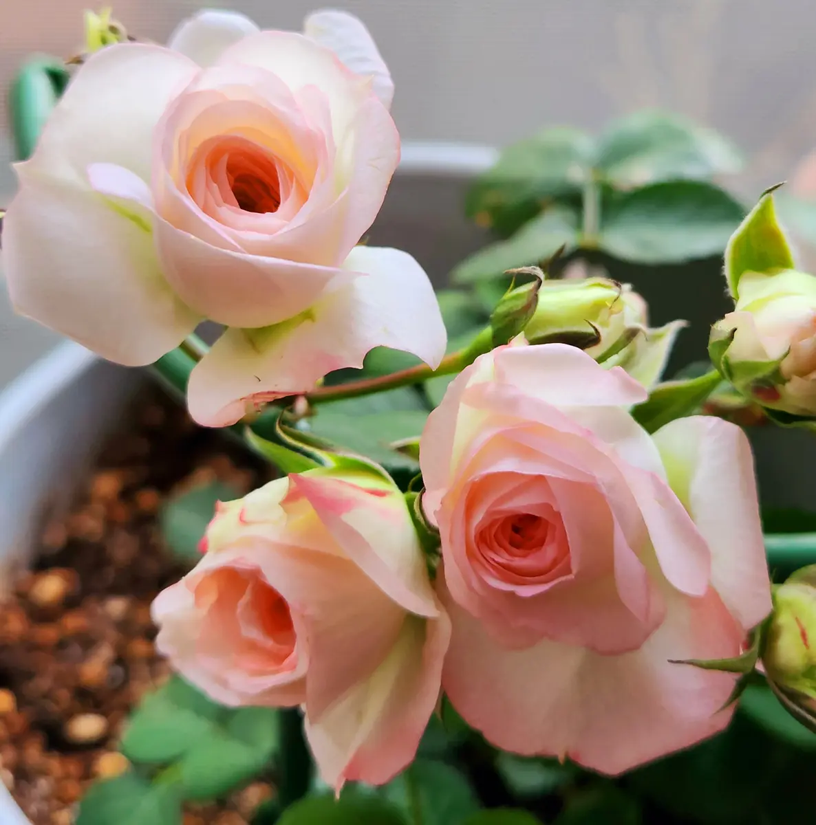 ミニ薔薇 ラブリーモア「元気の源🍀育てている花達 2023」の