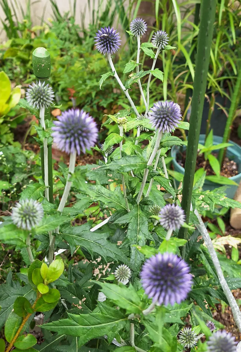 💜瑠璃玉薊 💜ルリタマアザミ💜今年も「2023年 洋花 お出かけ先