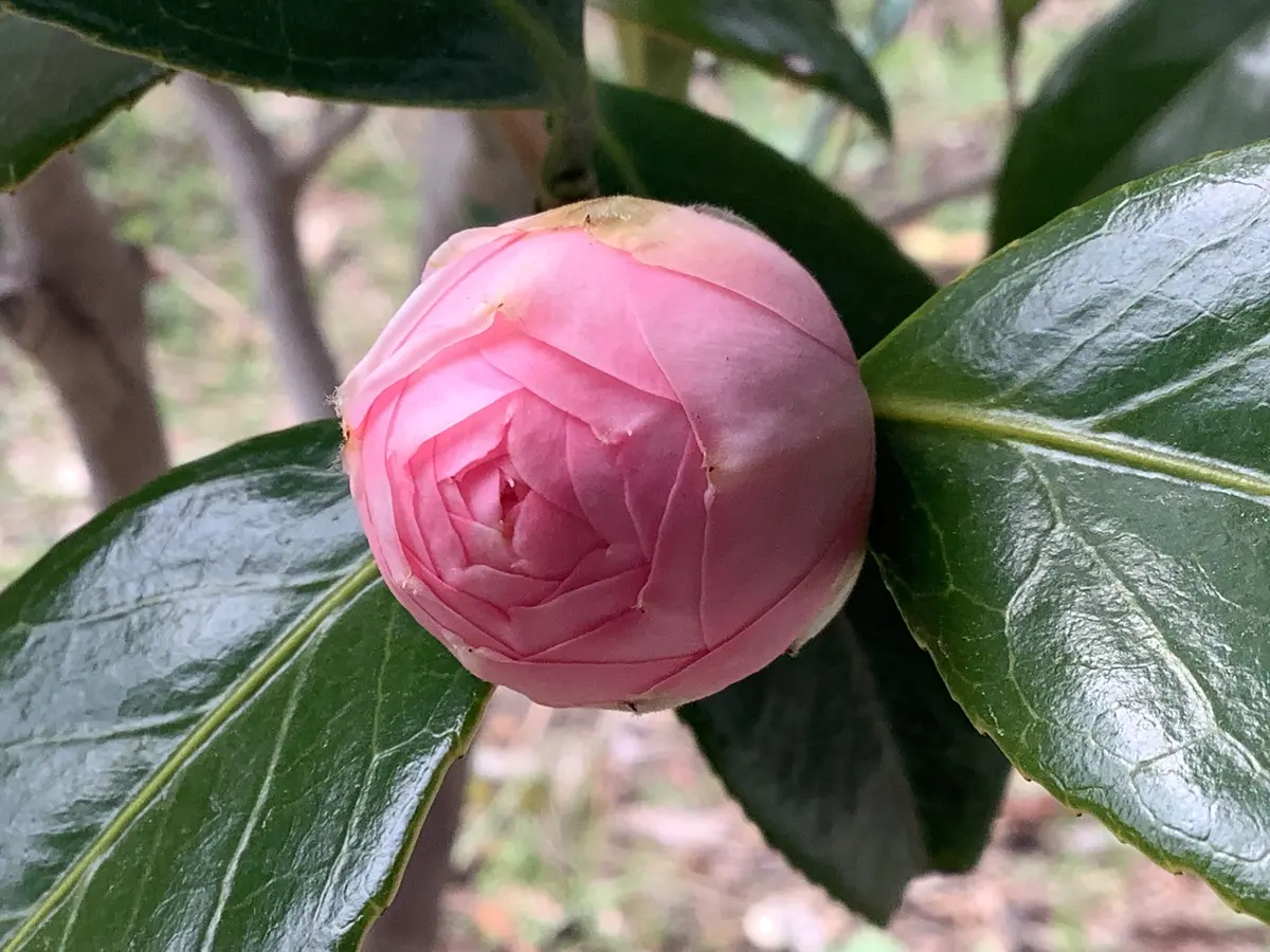 乙女椿の蕾「マイガーデン2023」のアルバム-みんなの趣味の園芸1857917