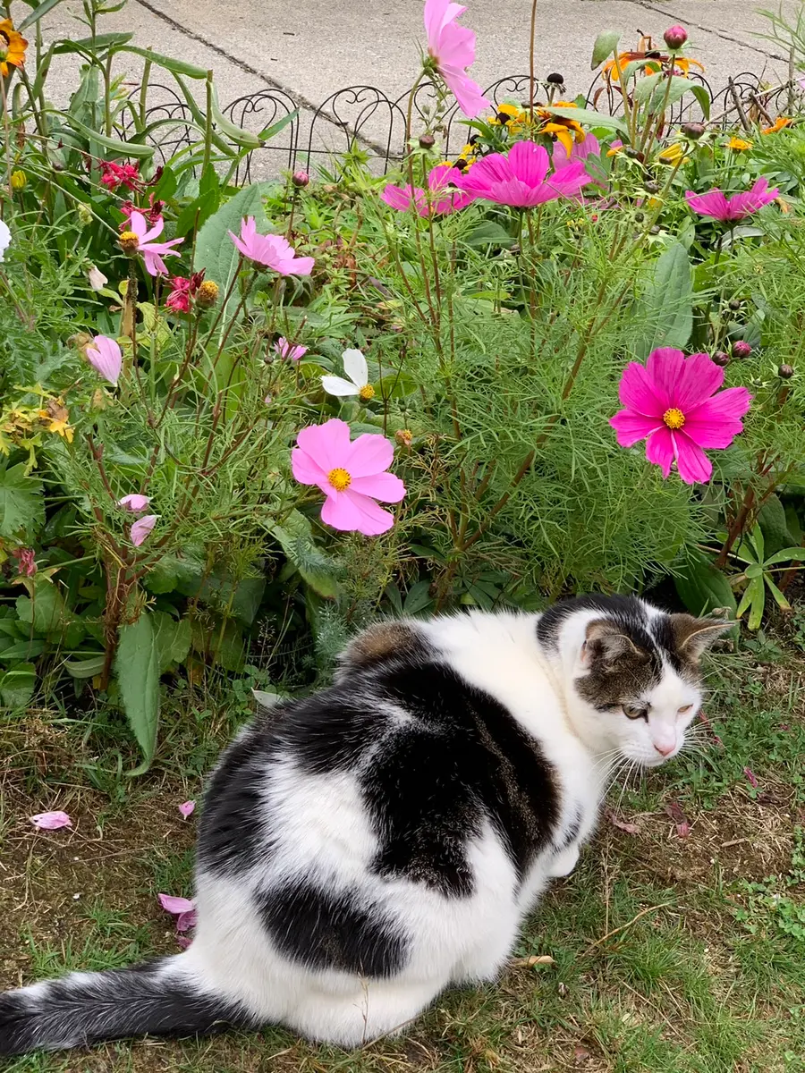 花ねこ 猫 花 A5サイズ キャット フラワー イラスト Mio 4 イラスト