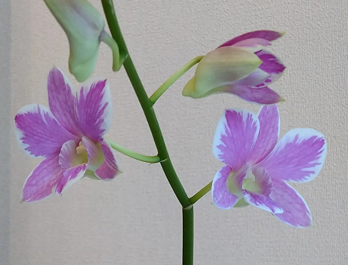 Den.NoppornPink'SummerMirage'今「洋蘭」のアルバム-みんなの趣味
