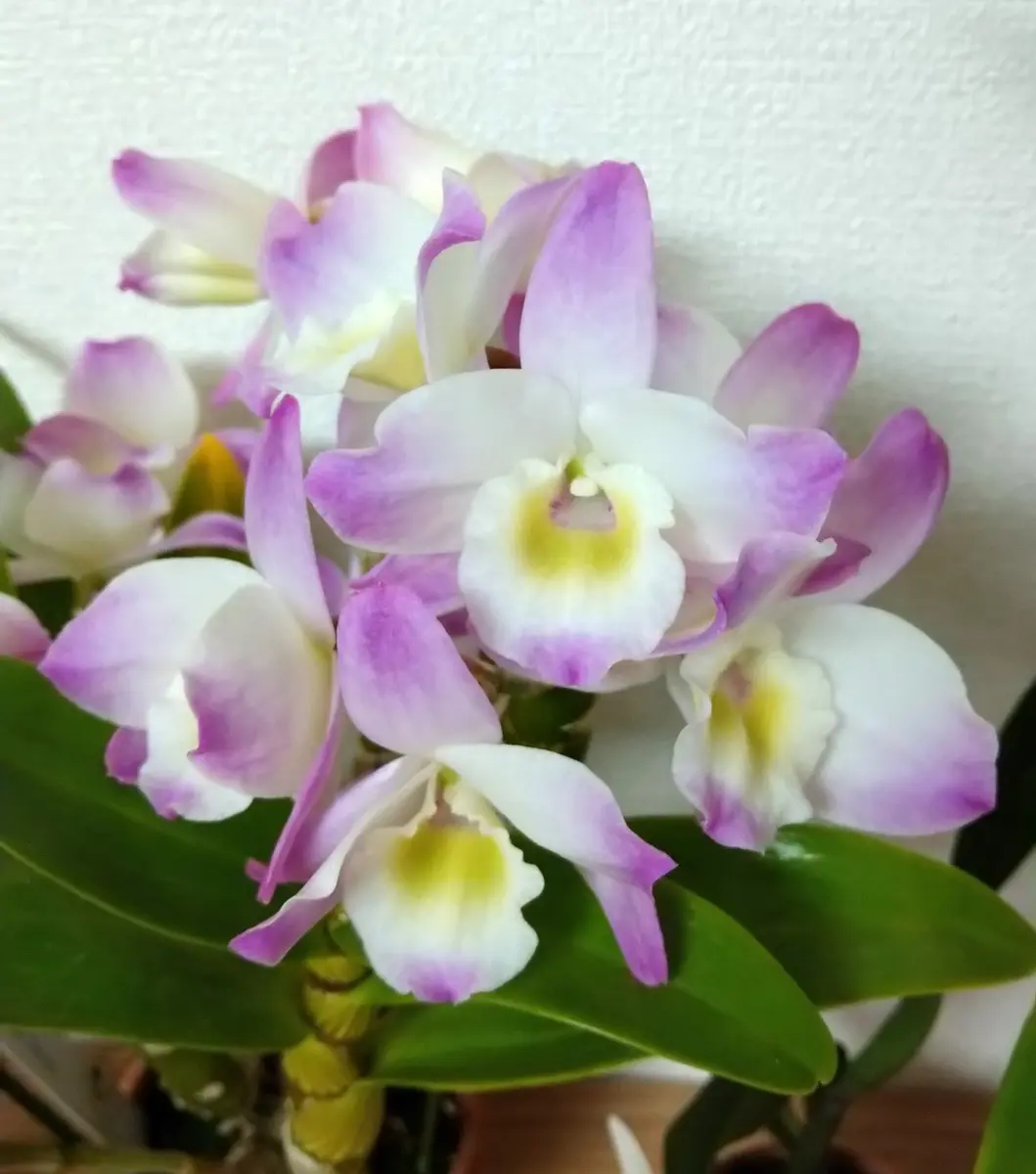 Den.IrishDanceとにかくかわいくて、「洋蘭」のアルバム-みんなの