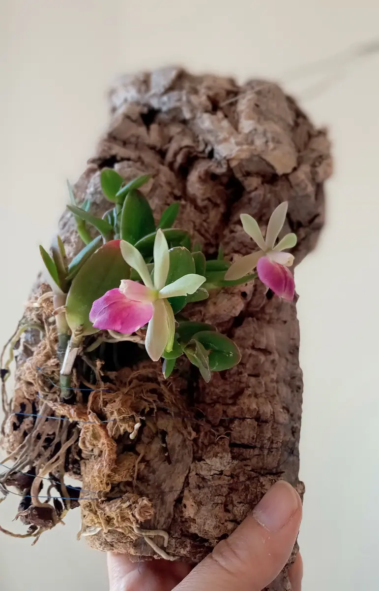 リンカトデンドラムピクシーバレービ「蘭2023」のアルバム-みんなの