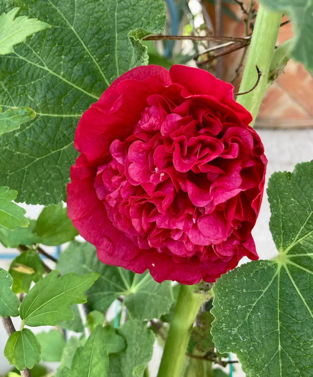 赤い八重咲きの花 八重咲きフヨウアルセアスカーレット「2023年 お花達 No.1」の