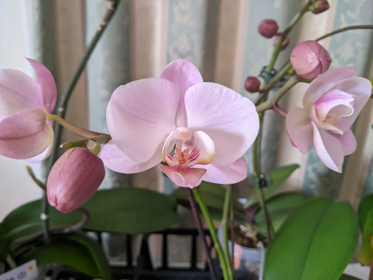 ピンク胡蝶蘭ピンクピース 胡蝶蘭🌸ピンクピース蕾が開花して満「私のお気に入りの花」の
