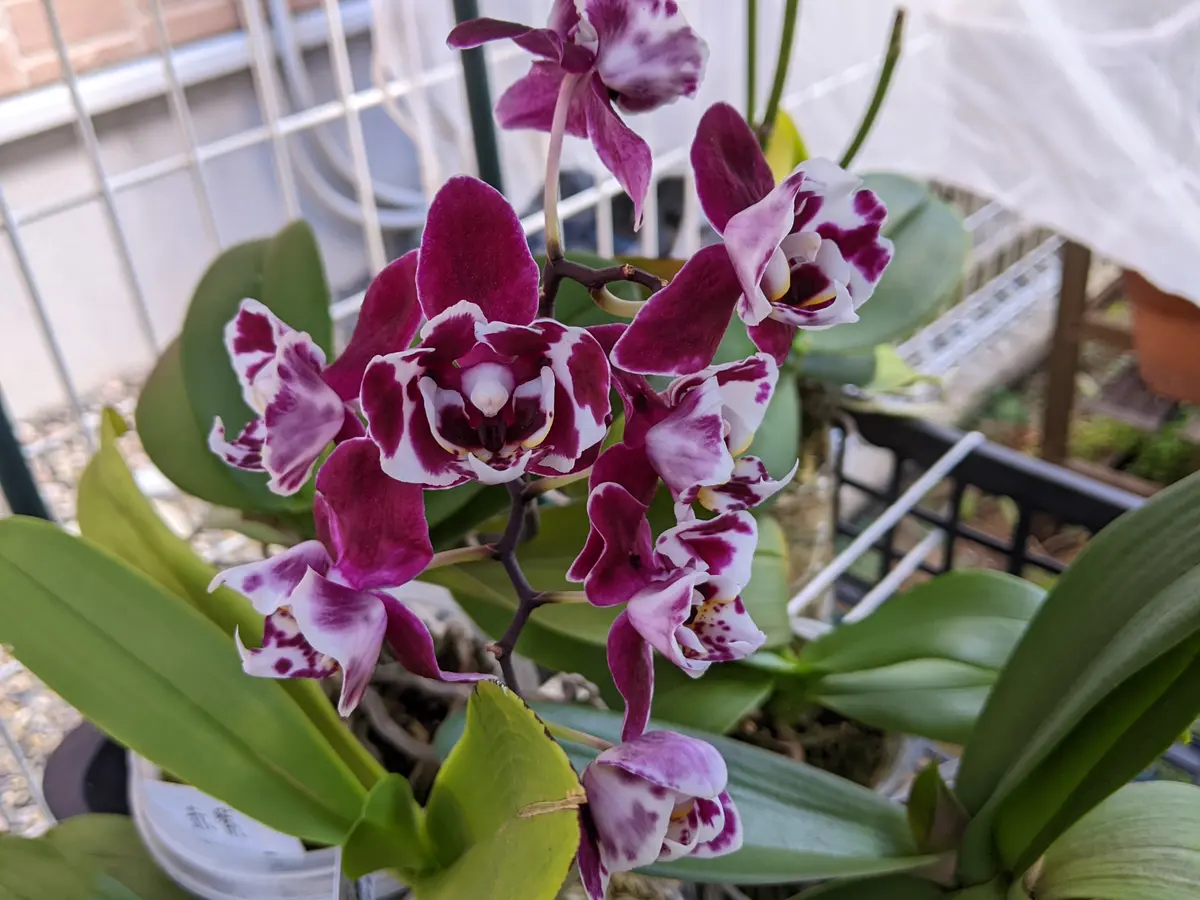 ＊macばあば＊　紫色胡蝶蘭の鉢植え　4.5号鉢　たんぽぽとあさがお鉢植え 7月胡蝶蘭（赤紫）「2023年」のアルバム-みんなの趣味の園芸2001872
