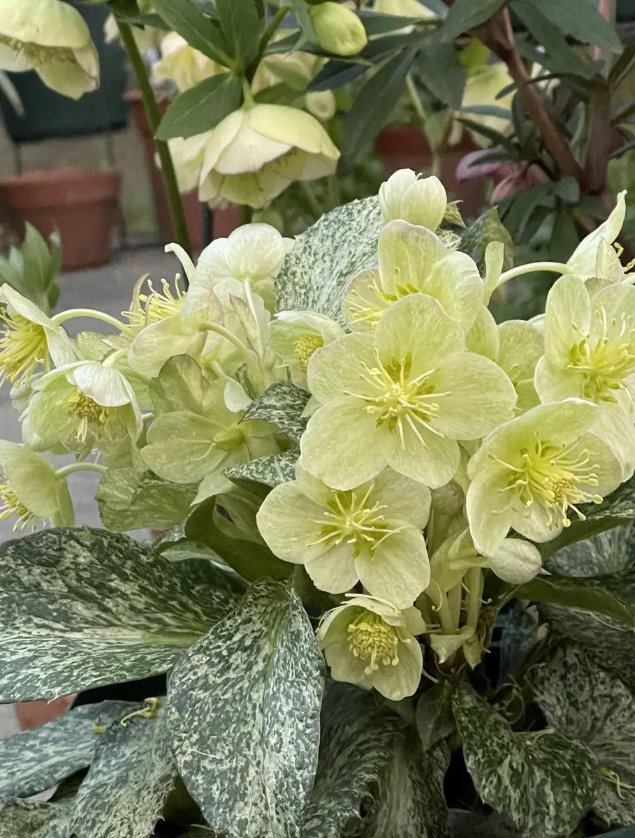 クリスマスローズ・スノーフィーバー 2「2023年1月～3月」の