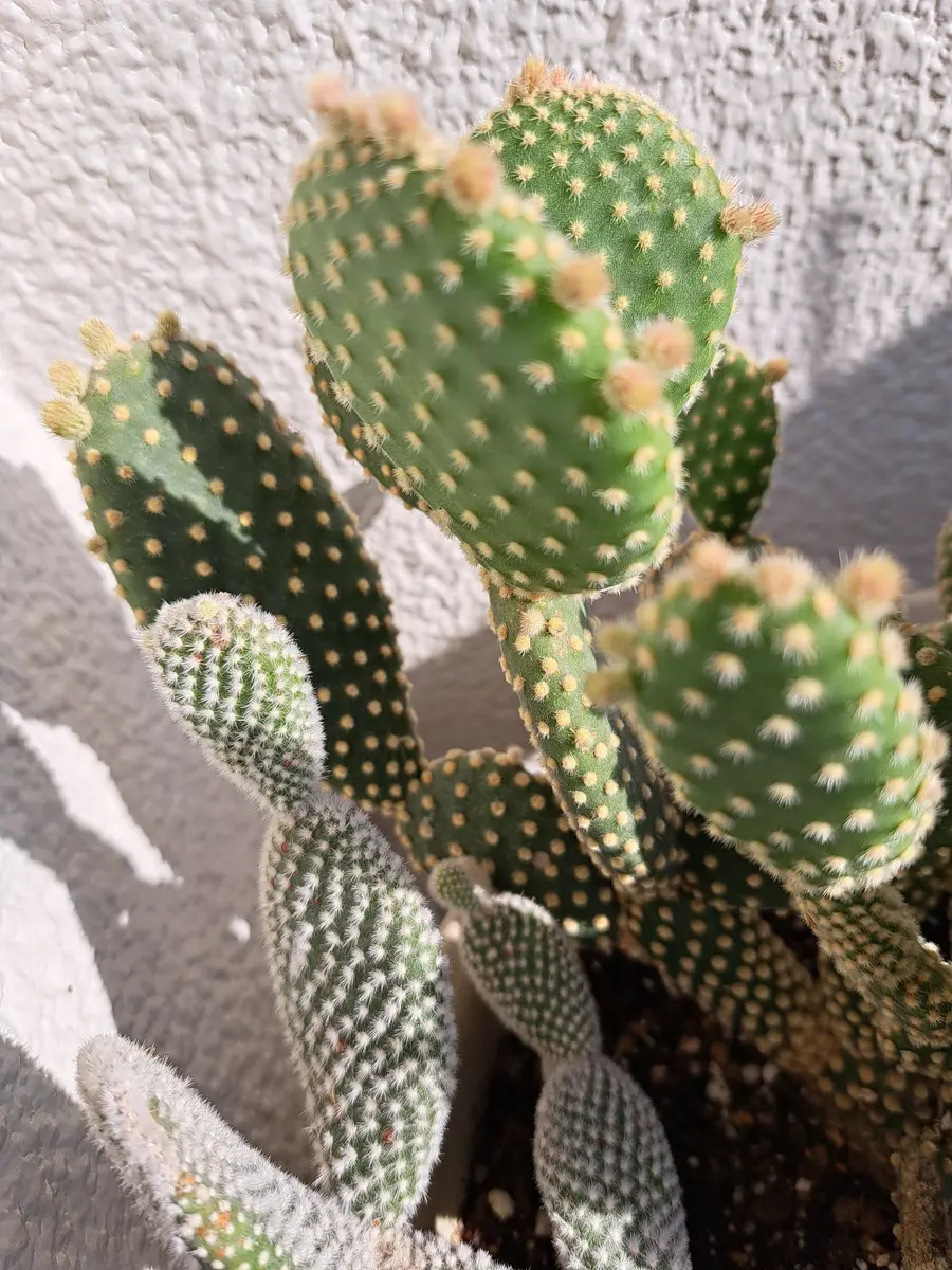 うちわサボテン🌵蕾かわからない物🌵「サボテン、多肉植物2023」の