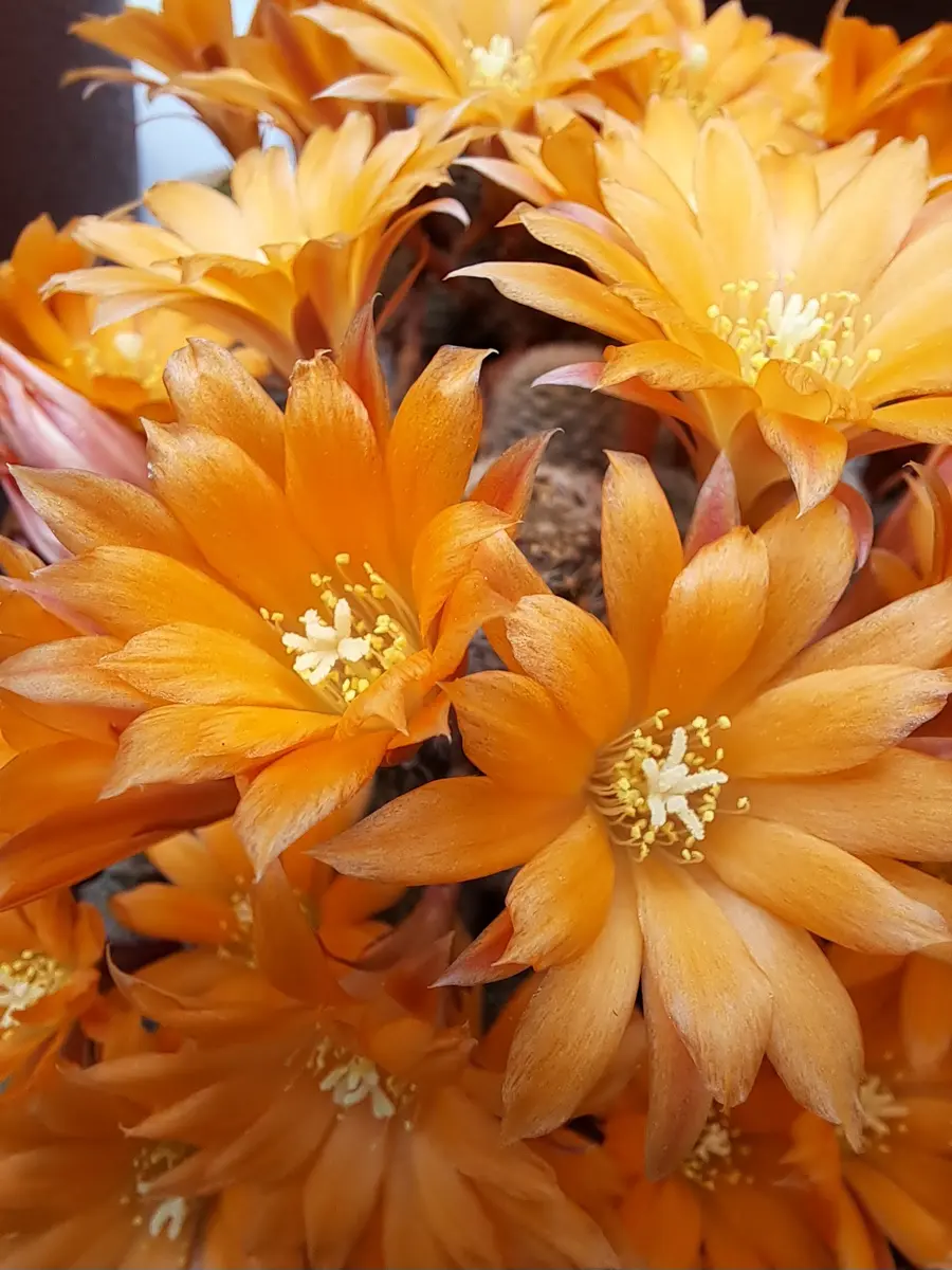 オレンジ色のサボテンアップで🌵とても「サボテン、多肉植物2023