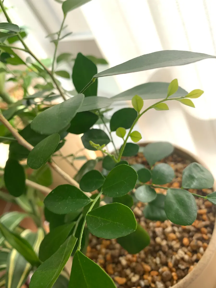 1月だというのに、どんどん新芽が出てき「ムラヤ・パニクラータ