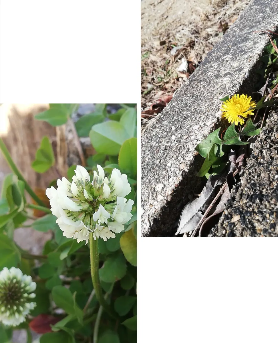 シロツメクサと、たんぽぽ✨✨「2023・1〜6月 出会った植物育てた植物