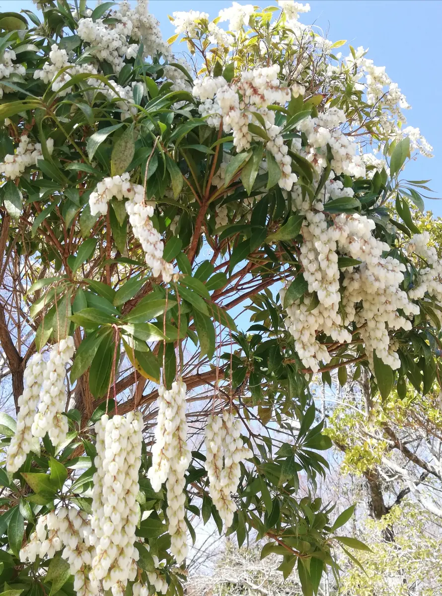 アセビの大きな木◽◽◽♪「2023・1〜6月 出会った植物育てた植物」の