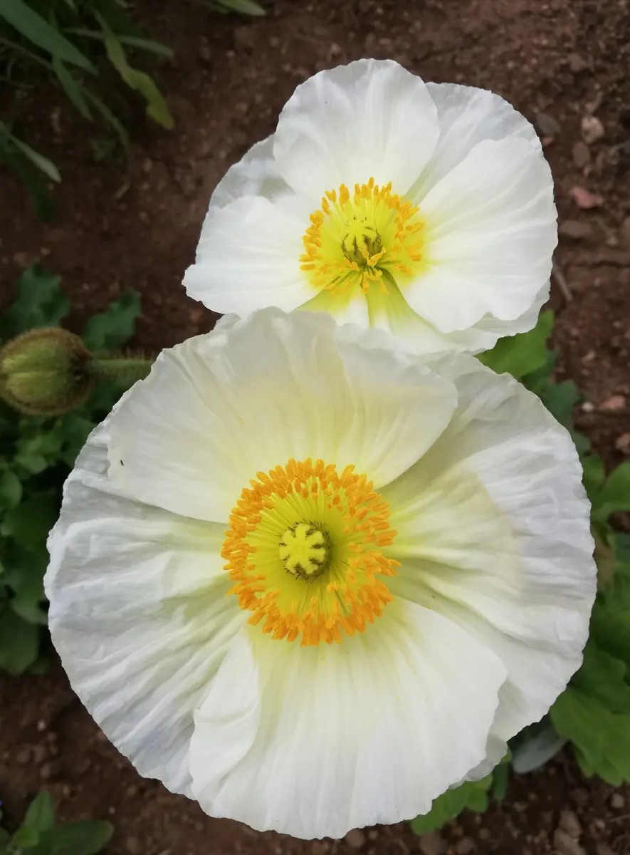 ポピー⚪今朝、開いていた白いポピー♪「2023・1〜6月 出会った植物