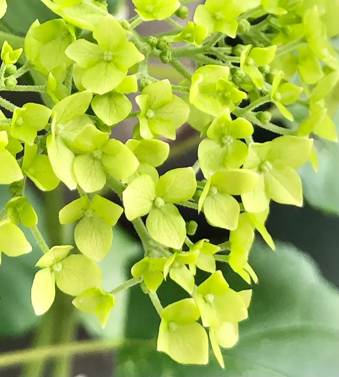 紫陽花🪴アナベル💚ライムグリーンか「❁✿✾2023❁✿✾」の