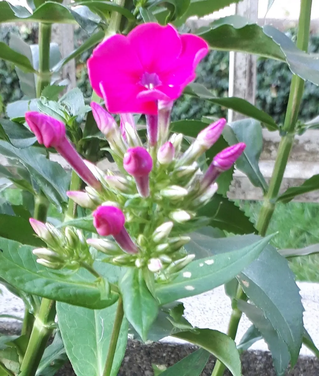 フロックス レッドライディングフード「森羅万象の庭 2022春~2023冬