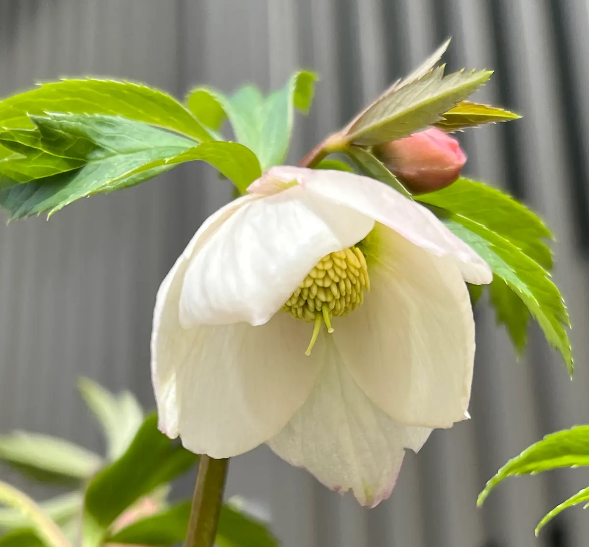 クリスマスローズボッコネイ×チベタヌ「2023年の花々」のアルバム