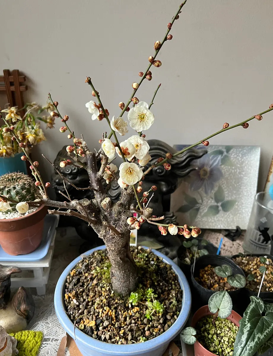 梅の盆栽 玉牡丹「2023年の花々」のアルバム-みんなの趣味の園芸1861043