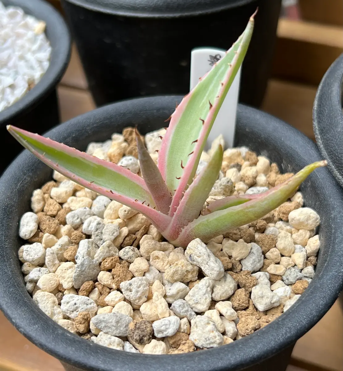 グイエンゴーラ錦 アガベ 斑入り 多肉植物（アガベ グイエンゴーラ錦）