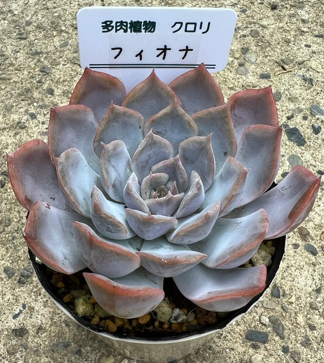 フィオナ錦　ビッグサイズ　多肉植物　エケベリア エケベリア フィオナ新入りさん②「2023年我が家の多肉サボテンたち