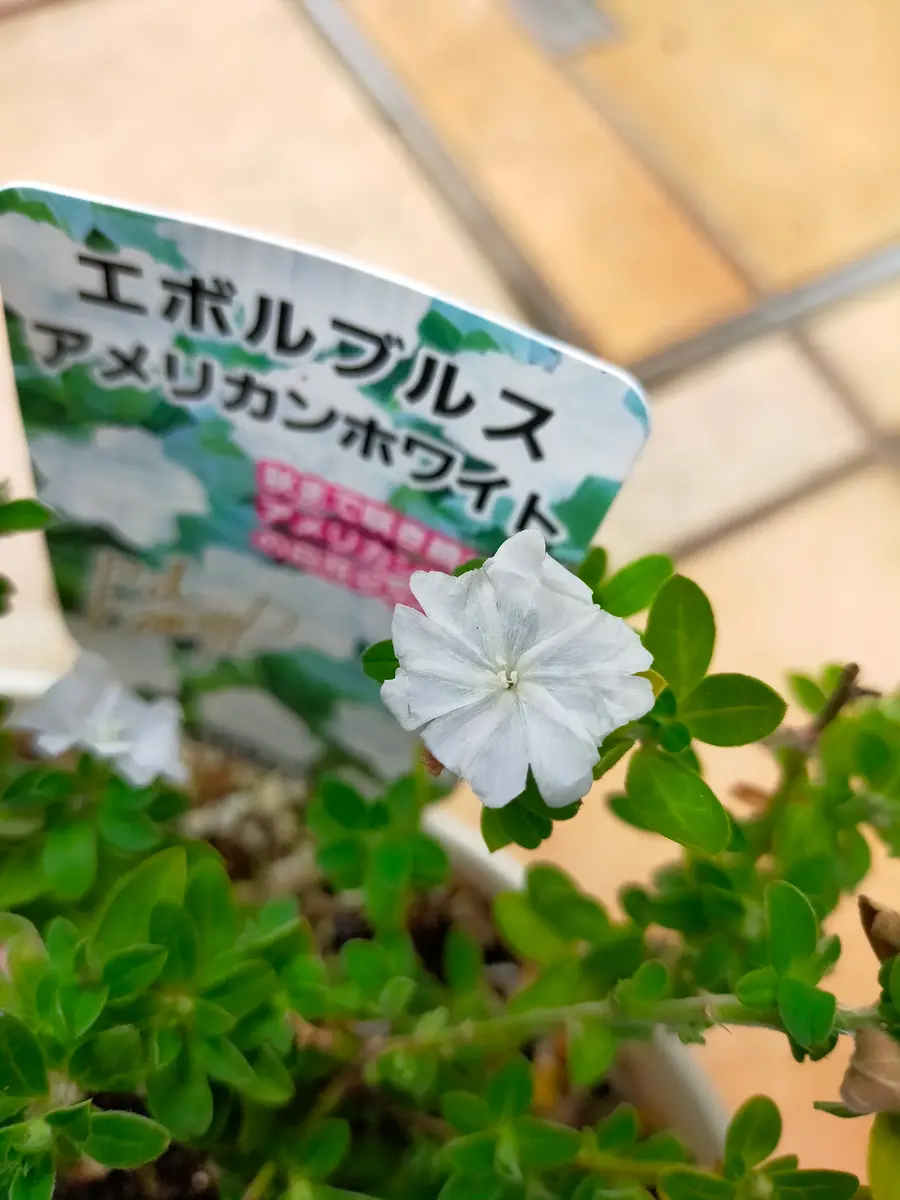 アメリカンホワイトやっと白い花が咲「お出迎えの花達2023」の
