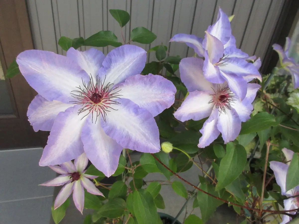 ジョンポール22年生クレマチス