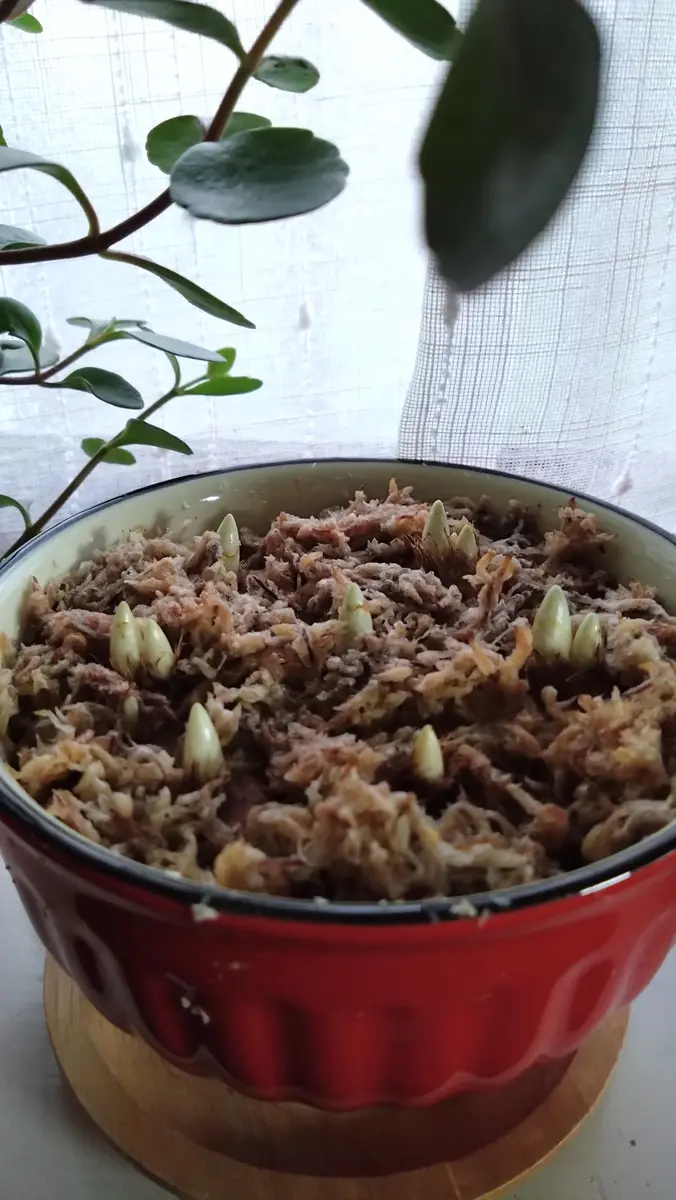 未使用◇Meissen◇マイセン◇スモールディッシュ 飾り皿◇クロッカス◇ クロッカス ディッシュ 未使用◇Meissen◇マイセン◇スモール