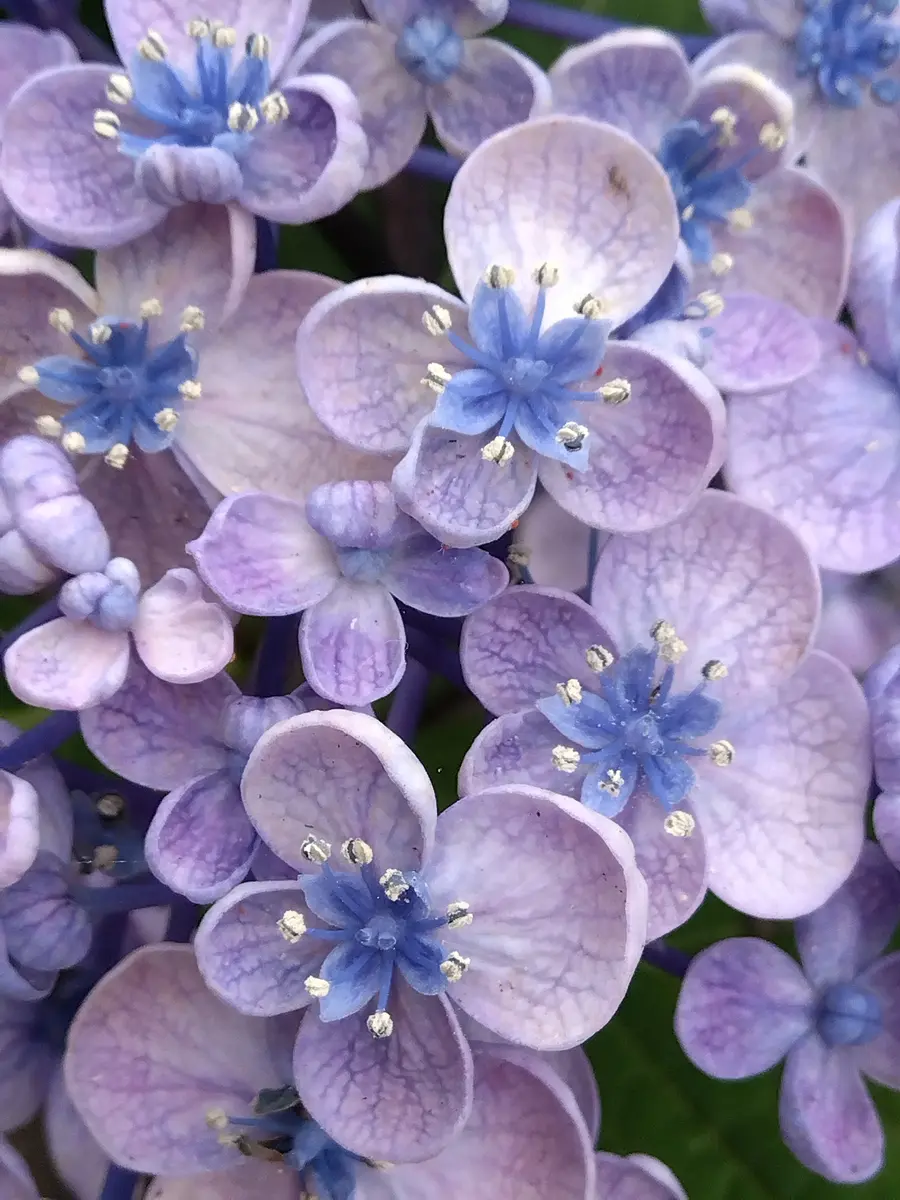 虹～紫陽花⭐ 6月の紫陽花 6/21オタフク紫陽花蕊「2023年✨✨写真」の