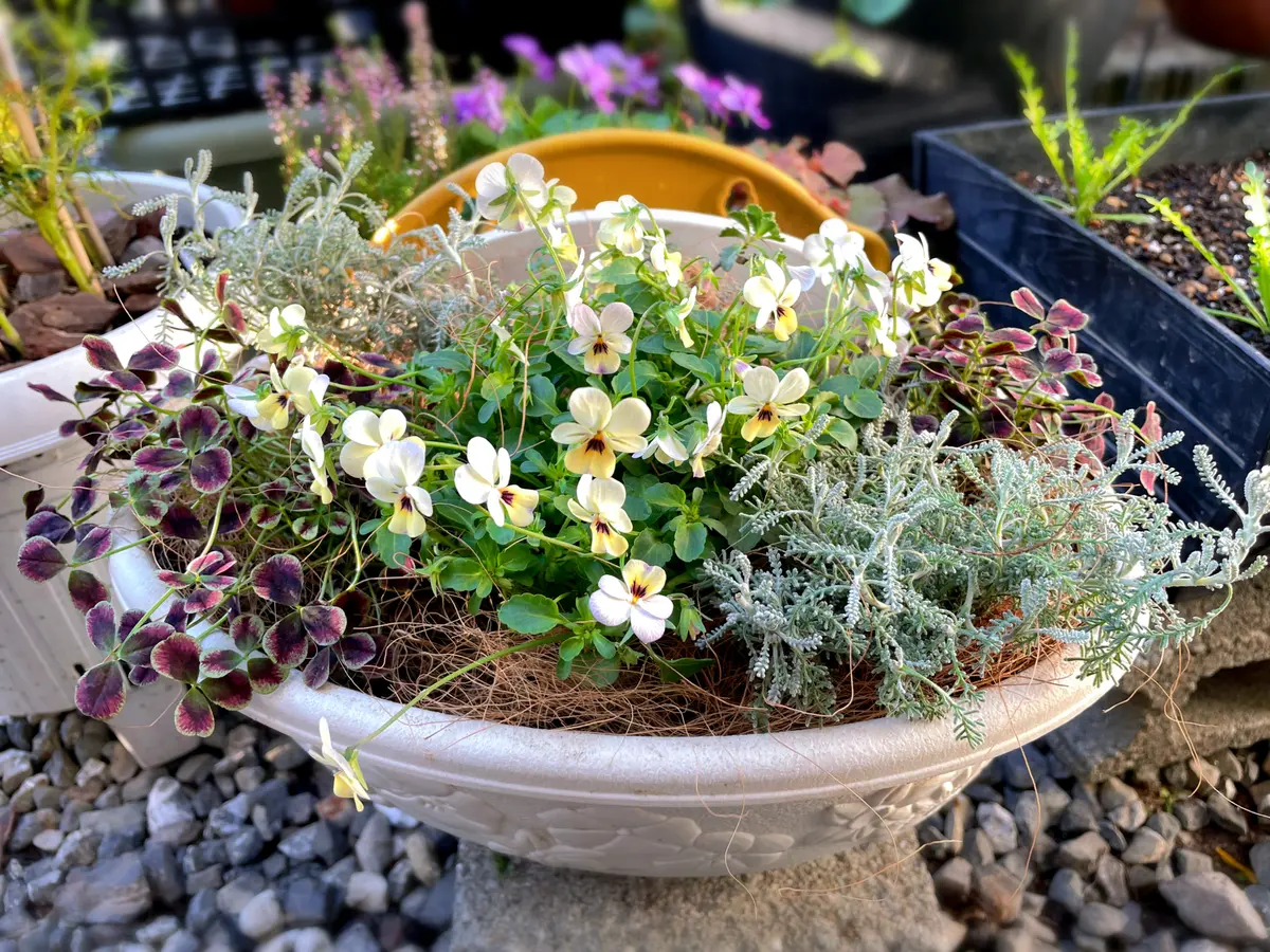 ビオレッタかすみ寄せ植え手直し少し「2023年花記録」のアルバム