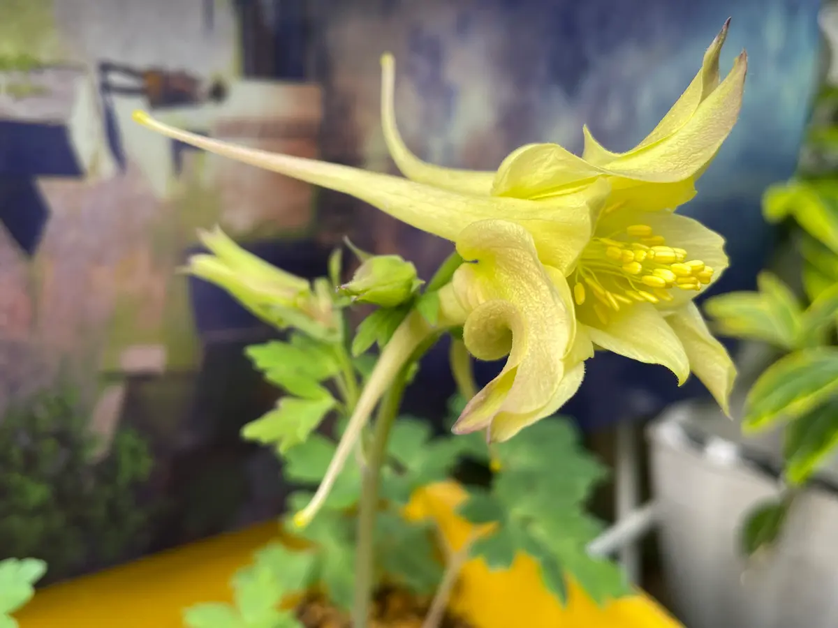 オダマキキリガミイエローブルーの「2023年花記録」のアルバム