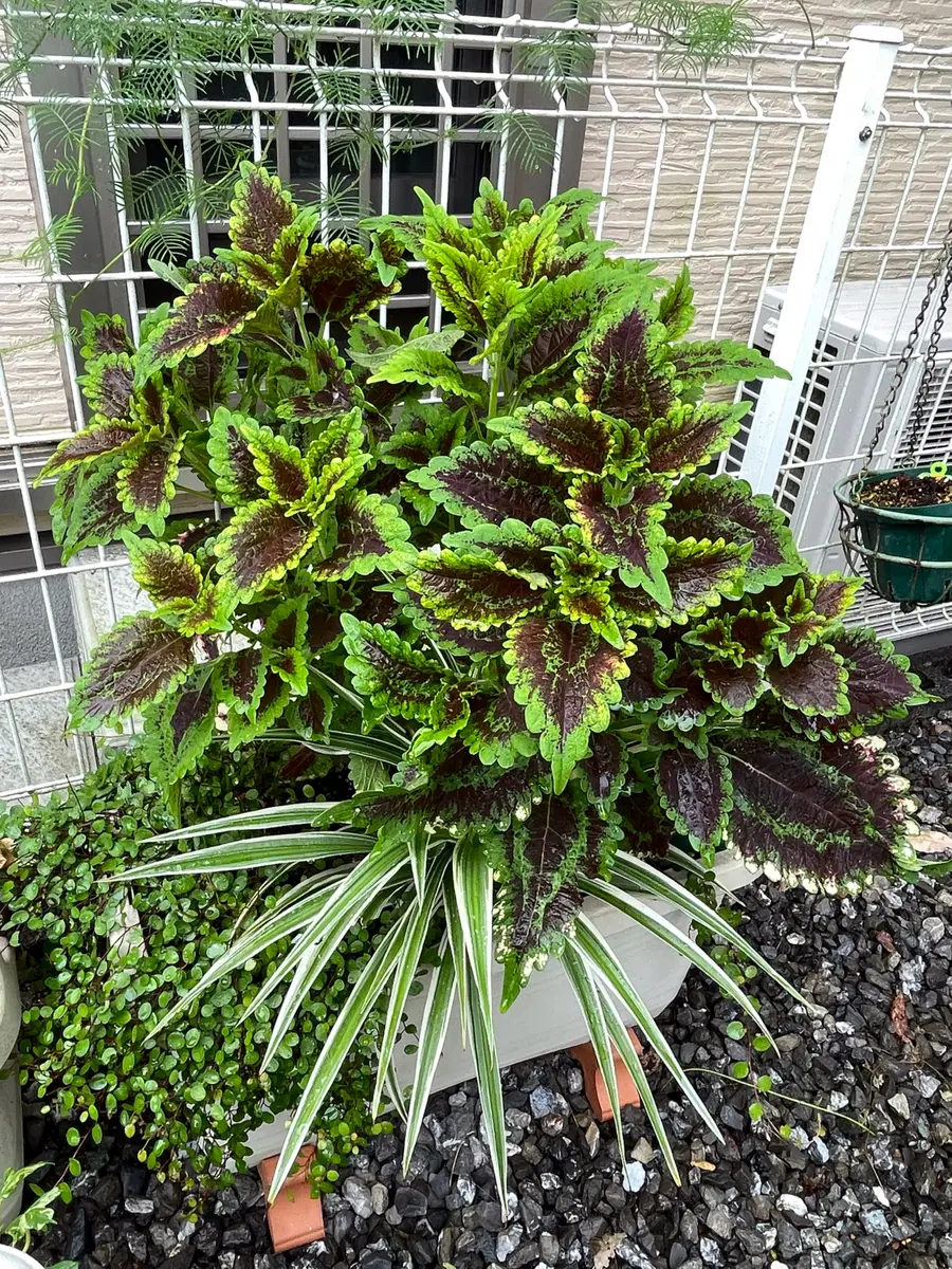コリウス　挿し木用/枝　カット（3本）庭園/観葉植物/山野草/下草 コリウス挿し木切っても切っても巨大「2023年花記録」のアルバム