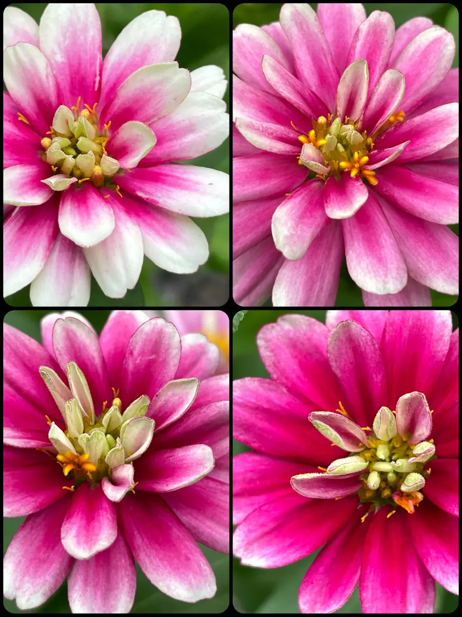 ジニアザハラダブルラズベリーリップル「2023年花記録」のアルバム-みんなの趣味の園芸2035741