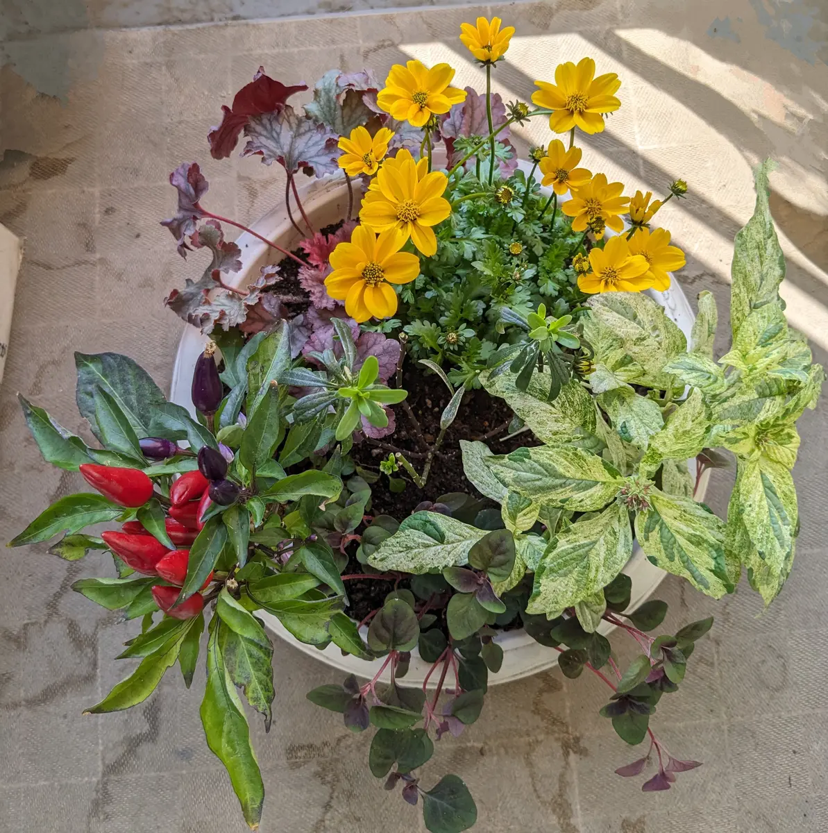 そら。ハッピービデンスいっぱいな 寄せ植え&シエルブリエと仲間達 今年もシエルブリエ天国 : balcony＊xingxing＊