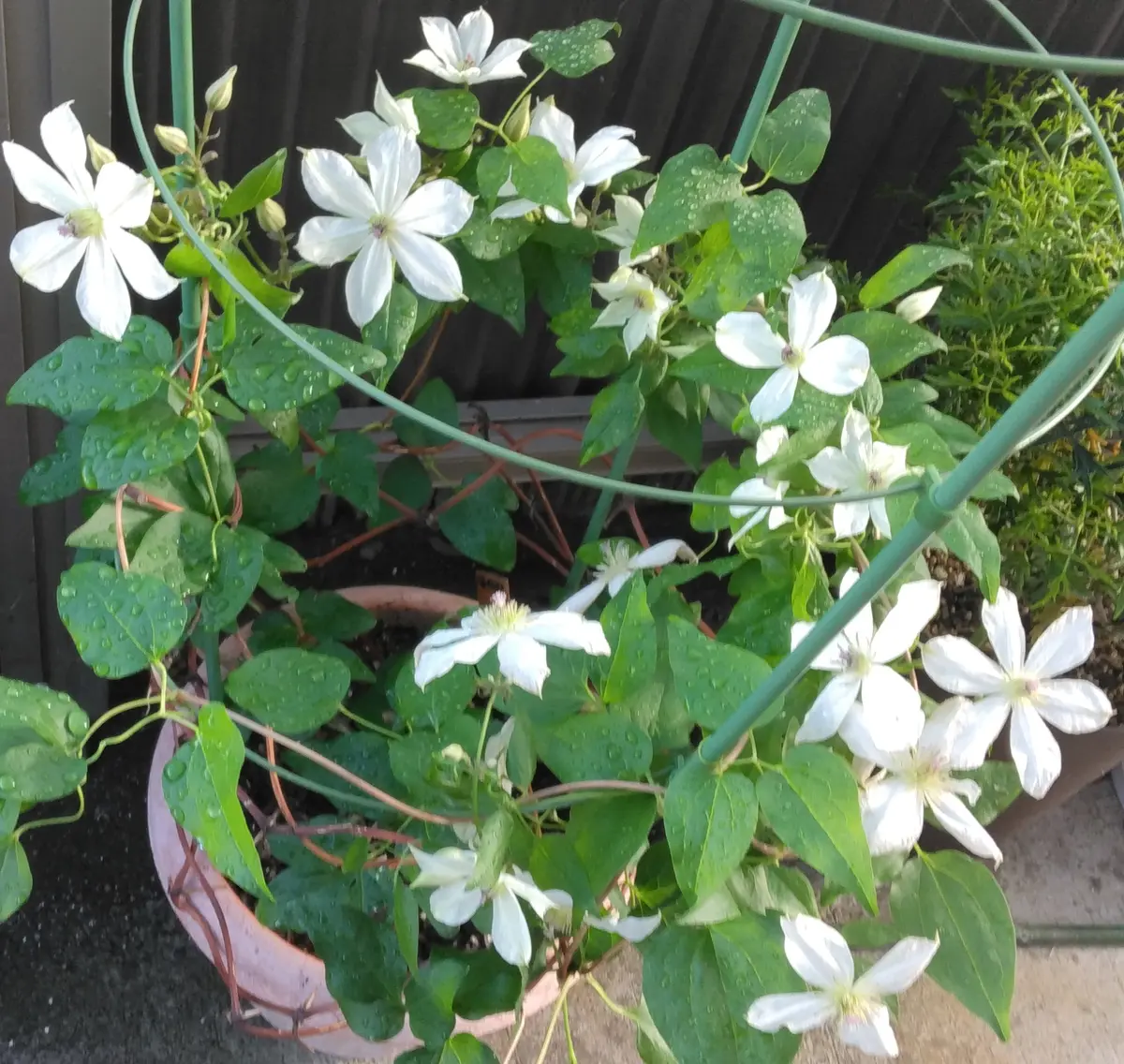 クレマチス 抜き苗 第4種発送 クレマチス ロウグチ 抜き苗 第4種発送