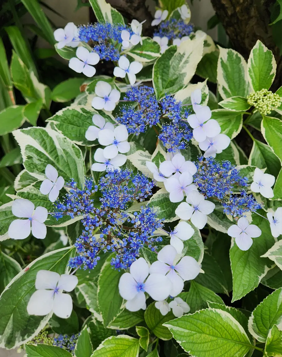 斑入り ガクアジサイ「道すがらにみつけたラブリーな花達 2023～」の