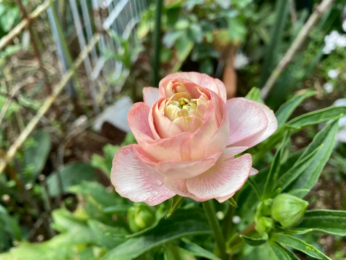 【在庫あり】 葉っぱ斑入り ヘレン ラックス ラナンキュラス レア 花 - 花