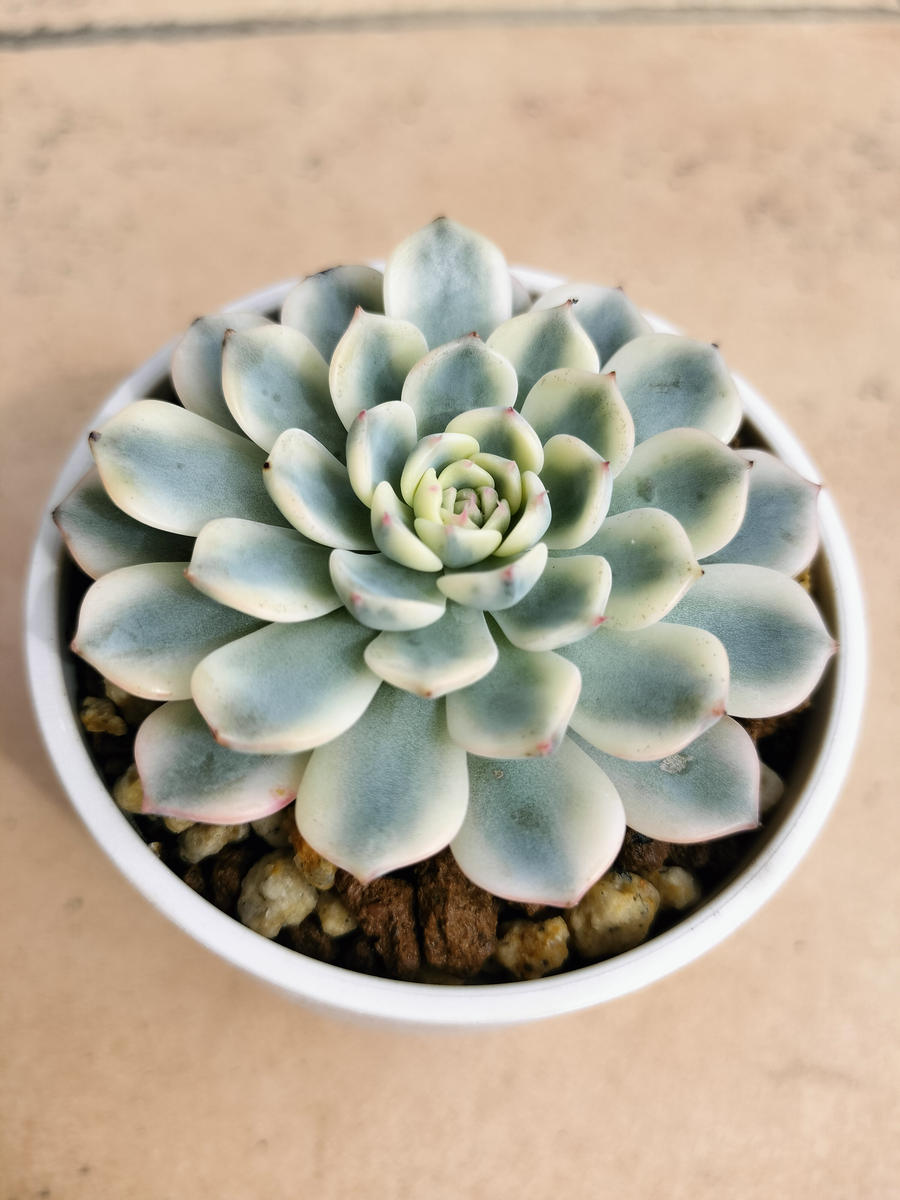 Top【選抜株】多肉植物　265469ホワイトミニマ錦　35個　鉢無し/脱土 ホワイトミニマ錦です🤍錦が欲しくて多肉ちゃん❇️｜アルバム写真