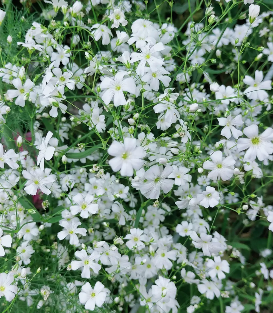 かすみ草が満開になりました🤍🩷2025.5.11「その他の植物達🌿*・」の
