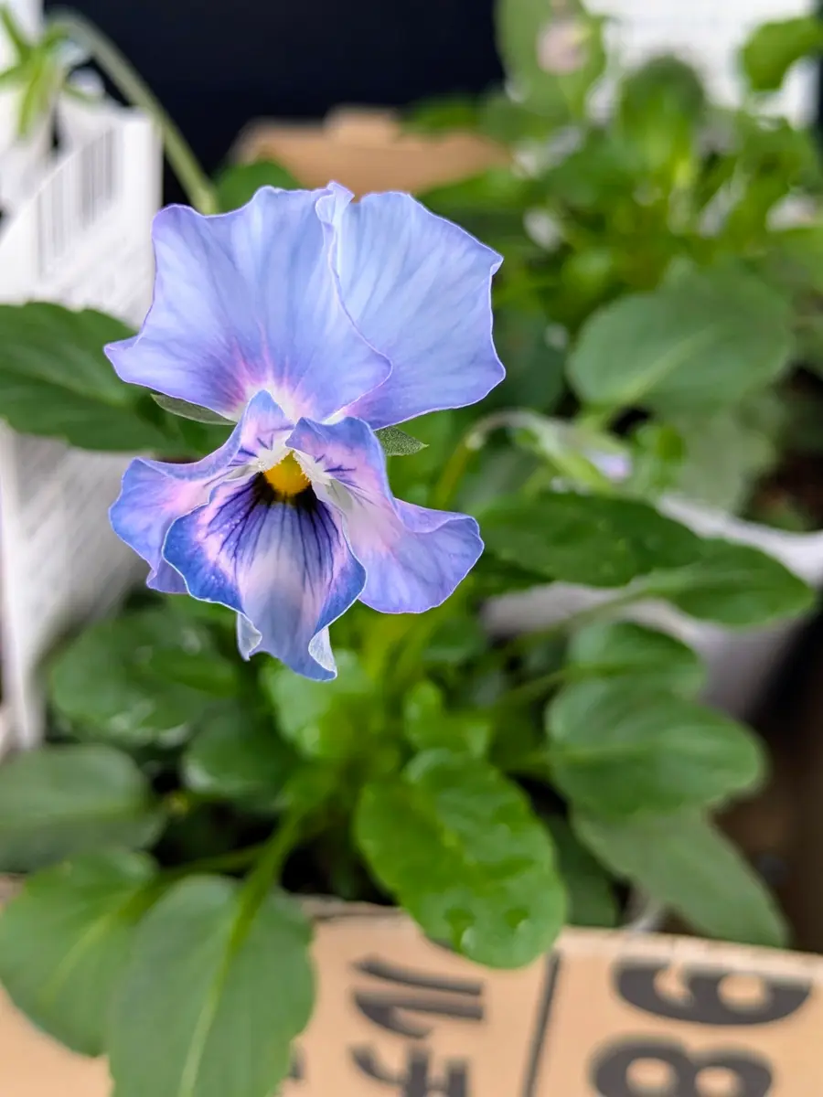 ブルー系シエルブリエ青い花は憧れます「シエルブリエ」のアルバム