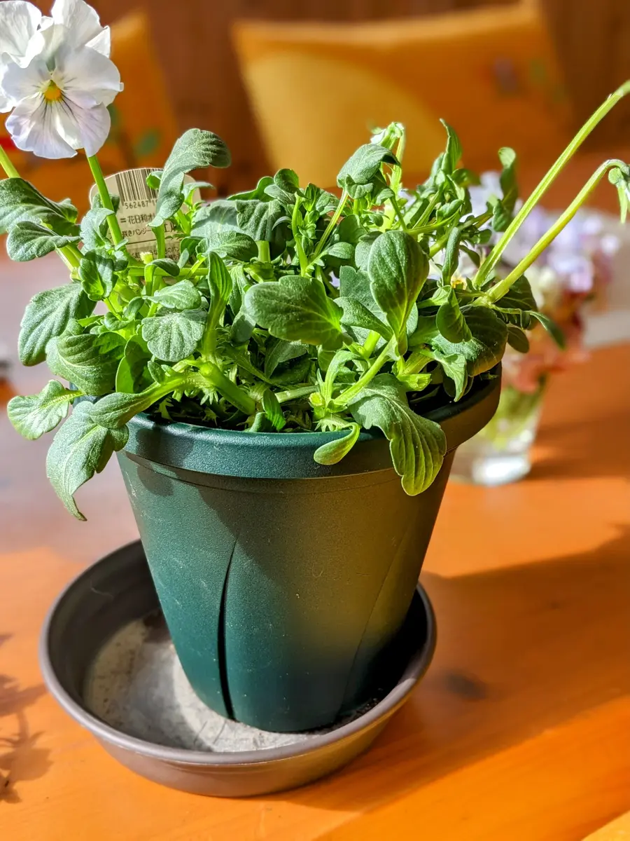 シエルブリエ　忘れな草など　鉢植え シエルブリエは花つきがイマイチ遅いか「シエルブリエ」のアルバム