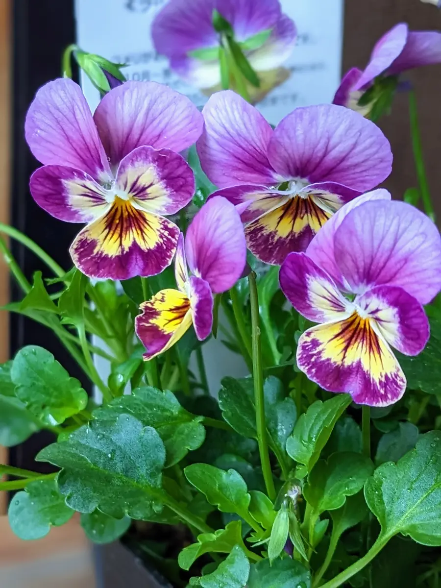 ラ・ビオララベンダーピンクラ・ビオ「ももかフリズルシズル他