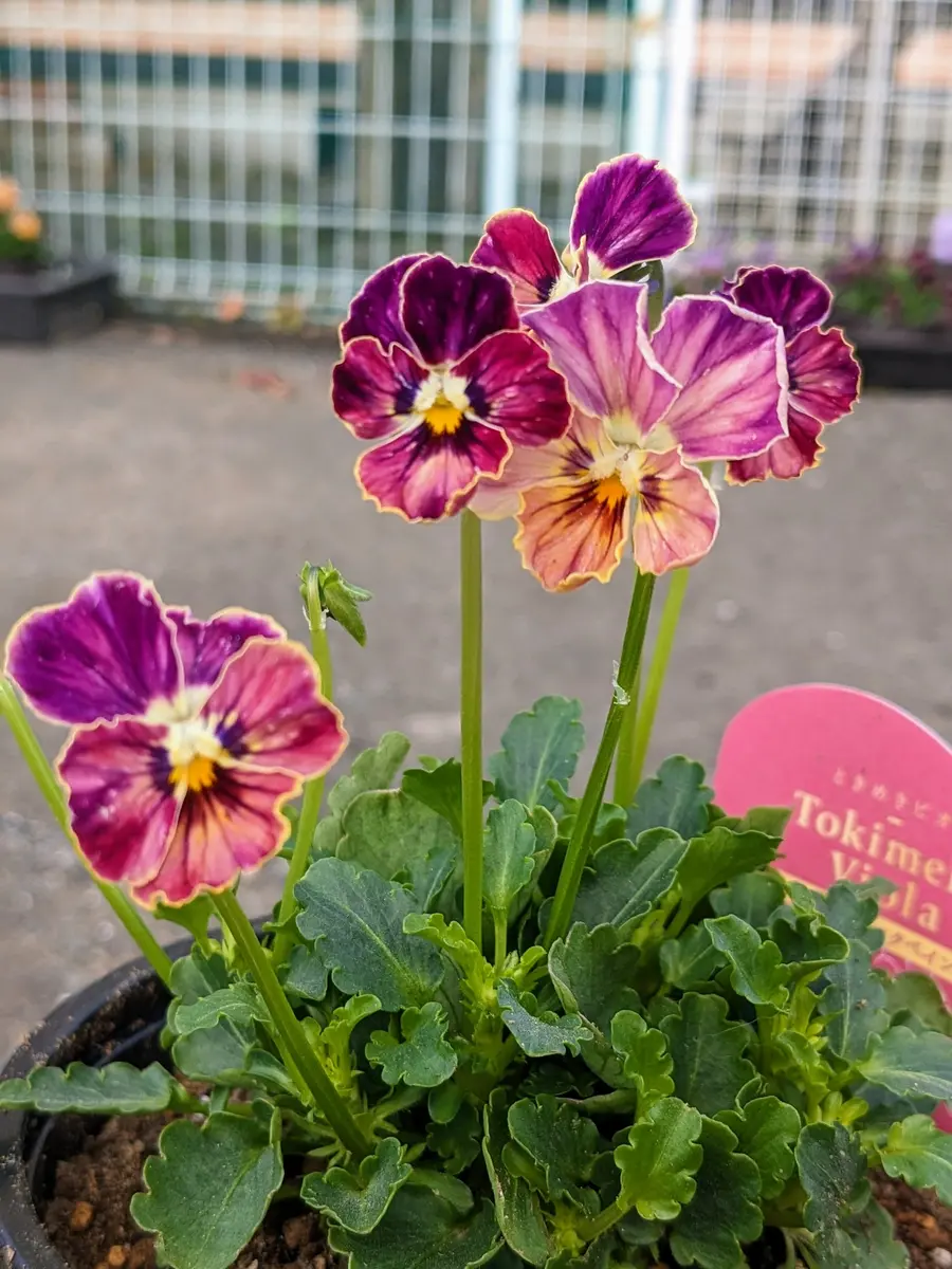 RYUさま　Ｒ10♥希少♥ときめきビオラ♥シネマティックベイン ♥パンジービオラ パンジー、ビオラの写真-みんなの趣味の園芸2081319